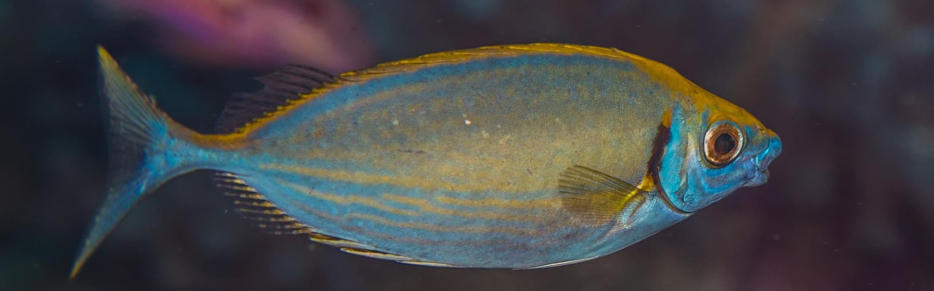 The Forktail Rabbitfish